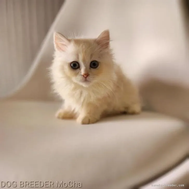 ID:2205-02664の子猫