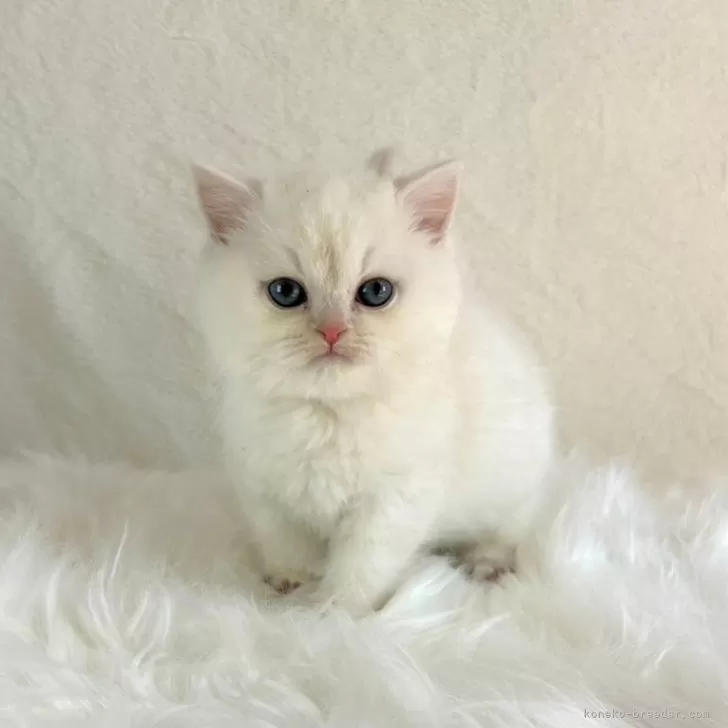 ID:2401-00650の子猫