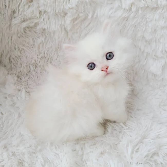ID:2107-02067の子猫