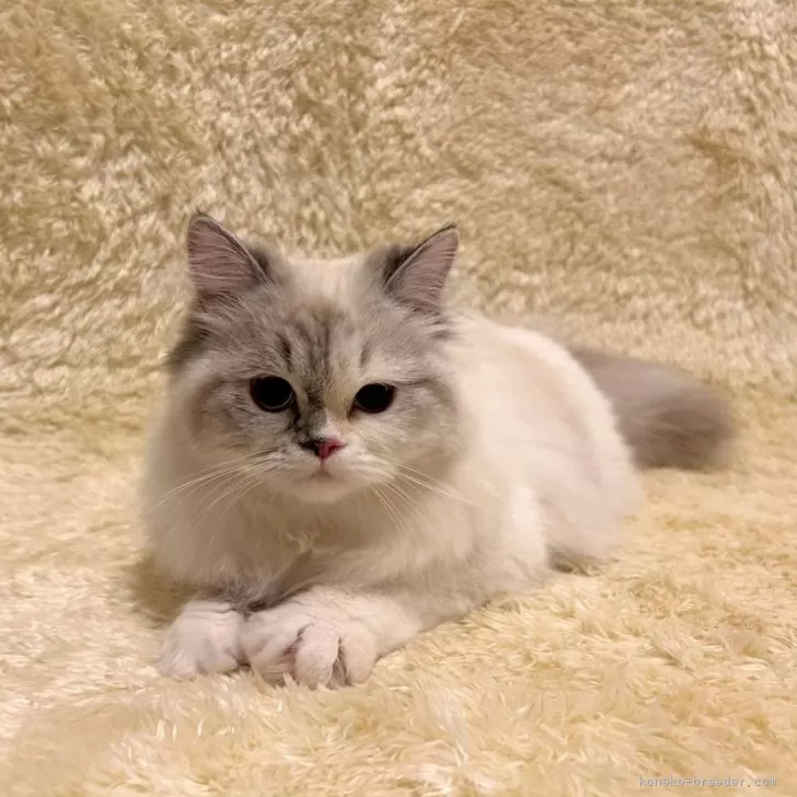 ID:2309-00555の子猫