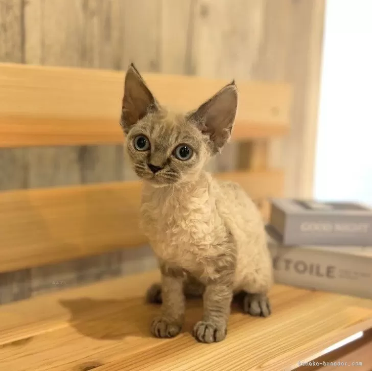 ID:2401-00657の子猫
