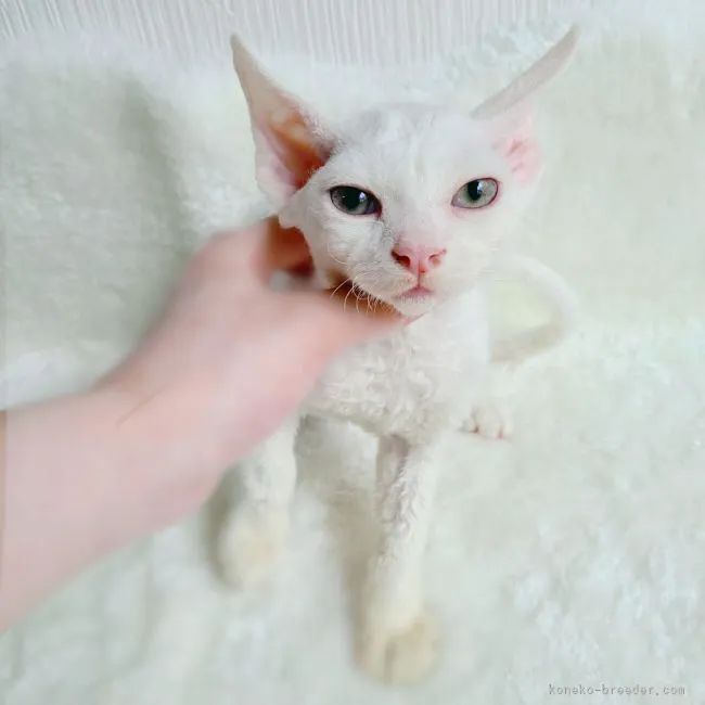 ID:2107-02069の子猫