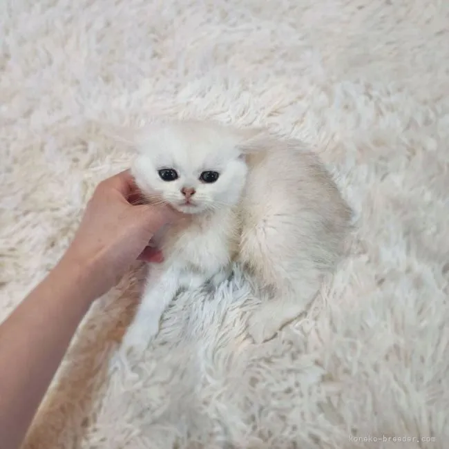 ID:2203-01189の子猫