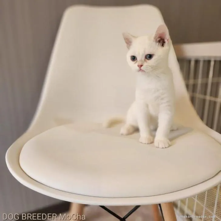 ID:2207-03033の子猫