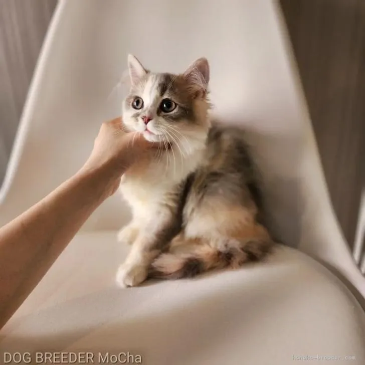 ID:2204-01394の子猫