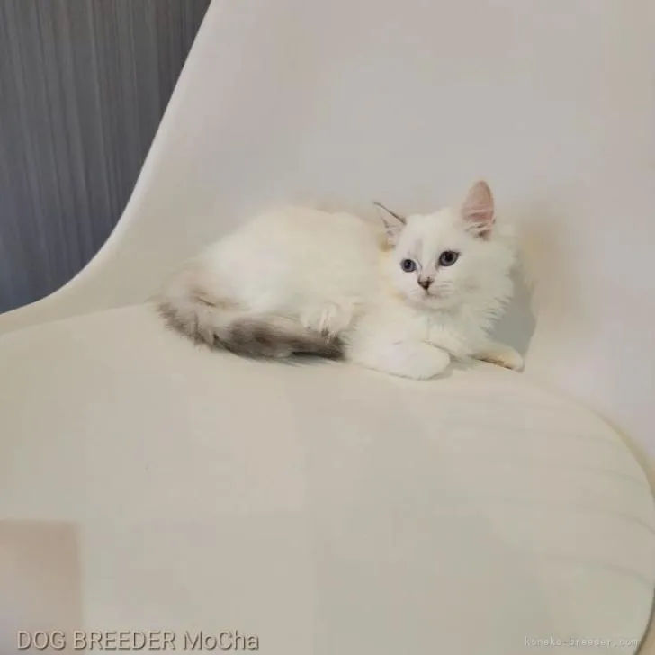 ID:2208-01951の子猫