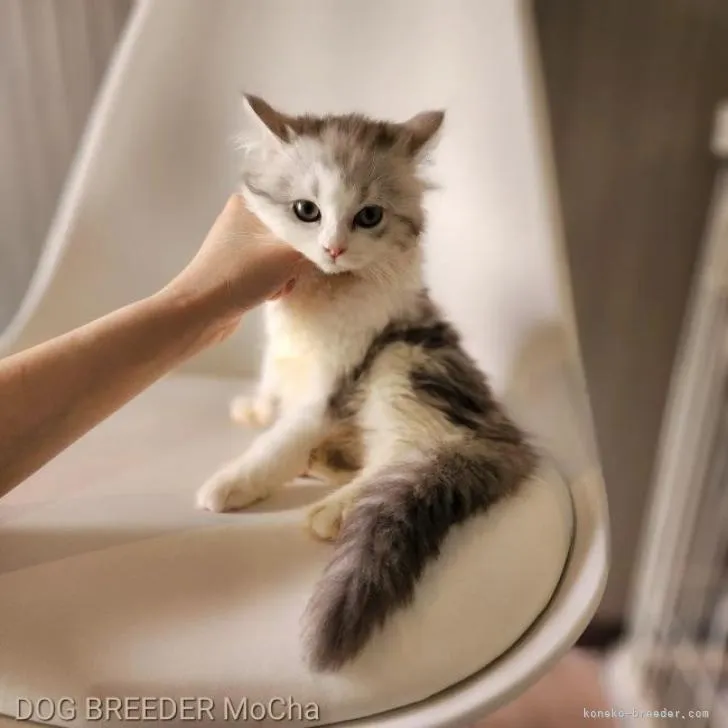 ID:2207-01227の子猫