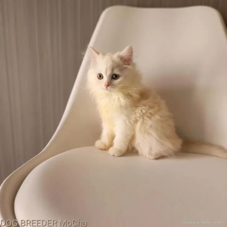 ID:2205-02663の子猫
