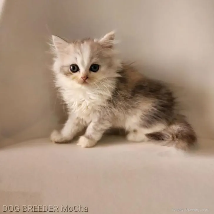 ID:2207-02725の子猫