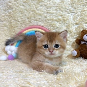 ブリティッシュショートヘア【千葉県・女の子・2023年6月27日・ゴールデン】の写真「とってもかわいい赤ちゃんです♪」