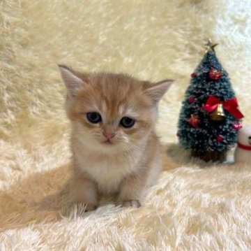 ブリティッシュショートヘア【千葉県・男の子・2023年10月27日・ゴールデン】の写真「とってもかわいい赤ちゃんです♪」