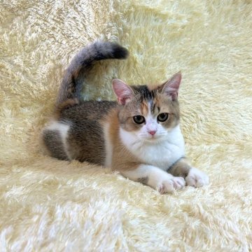 スコティッシュフォールド【千葉県・女の子・2023年3月16日・キャリコ】の写真「愛嬌たっぷり。遊ぶことが大好きな元気っこ♡」