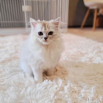 マンチカン(長足)【千葉県・女の子・2021年10月12日・シルバータビー（長毛）】の写真「当店の猫ちゃんは全て韓国猫となります。」