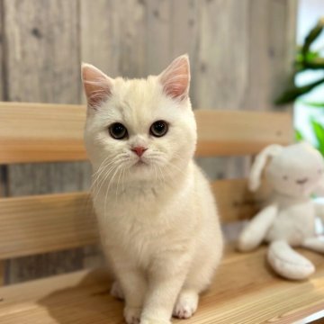 スコティッシュフォールド(立ち耳)【千葉県・男の子・2023年11月11日・ホワイト&クリーム】の写真「人懐こくかわいいまん丸な男の子です。」