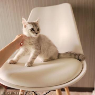 マンチカン(長足)【千葉県・女の子・2022年3月23日・シルバータビー】の写真「当店の猫ちゃんは全て韓国猫となります。」