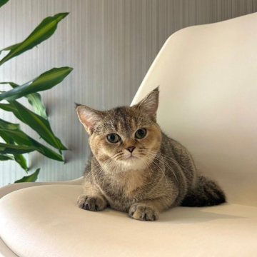 ミックス【千葉県・女の子・2024年5月16日・シェーデッドゴールデン】の写真「お耳が可愛い♪　元気いっぱいの女の子です!!」