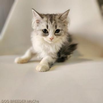 マンチカン(長足)【千葉県・女の子・2022年7月22日・シルバー&ホワイト】の写真「当店の猫ちゃんは全て韓国猫となります。」