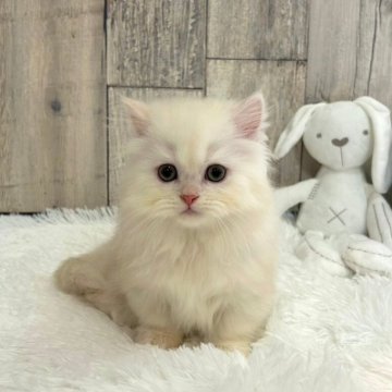 マンチカン(短足)【千葉県・男の子・2024年2月28日・ホワイト&レッド】の写真「優しい性格のかわいい男の子です♪」