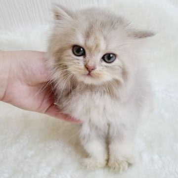 マンチカン(長足)【千葉県・女の子・2021年5月30日・ラベンダー（ロング）】の写真「いま大人気の韓国猫ちゃんです。」