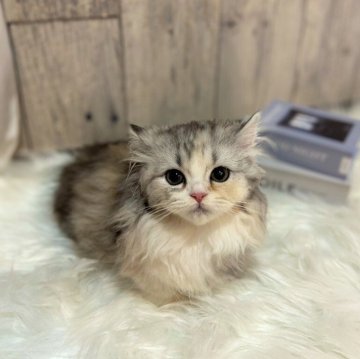 マンチカン(短足)【千葉県・女の子・2023年11月7日・キャリコ】の写真「とってもかわいい元気な女の子です♪」