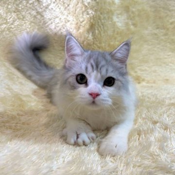 ペルシャ【千葉県・男の子・2023年3月24日・シルバー&ホワイト】の写真「お目目パッチリ‼　人懐こくて遊ぶことも大好き♡」