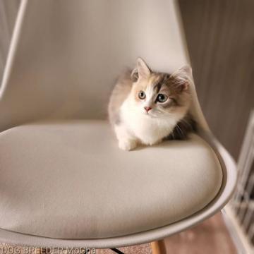 マンチカン(短足)【千葉県・女の子・2022年3月22日・ダイリュートキャリコ】の写真「当店の猫ちゃんは全て韓国猫となります。」