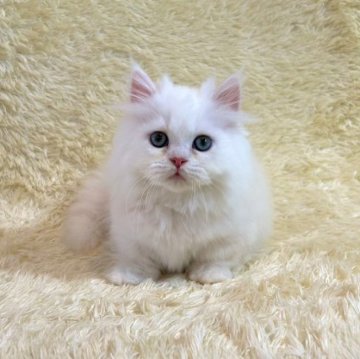 マンチカン(短足)【千葉県・男の子・2023年4月1日・クリーム&ホワイト】の写真「人懐こく、優しい性格です。」