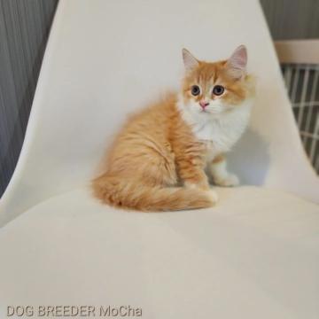 マンチカン(長足)【千葉県・男の子・2022年7月22日・レッドタビー&ホワイト】の写真「当店の猫ちゃんは全て韓国猫となります。」