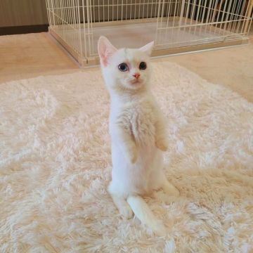 マンチカン(短足)【千葉県・男の子・2021年10月29日・ホワイト】の写真「当店の猫ちゃんは全て韓国猫となります。オッドアイ」