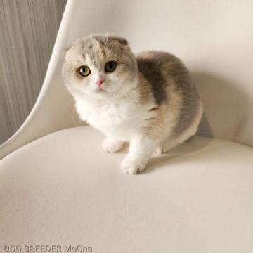 スコティッシュフォールド(折れ耳)【千葉県・女の子・2022年9月3日・ダイリュートキャリコ】の写真「当店の猫ちゃんは全て韓国猫となります。」