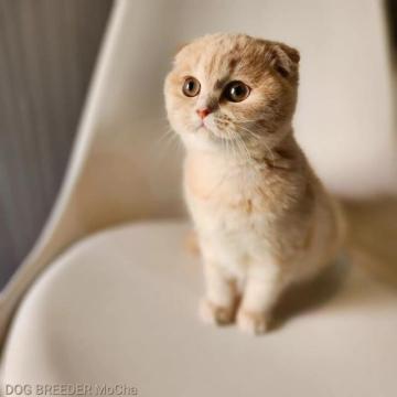 スコティッシュフォールド(折れ耳)【千葉県・男の子・2022年9月3日・クリームタビー】の写真「当店の猫ちゃんは全て韓国猫となります。」