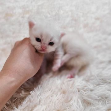 マンチカン(短足)【千葉県・男の子・2021年10月12日・クリーム&ホワイト（長毛）】の写真「当店の猫ちゃんは全て韓国猫となります。」