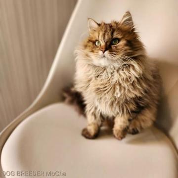マンチカン(長足)【千葉県・男の子・2022年7月31日・ブラウンタビー】の写真「当店の猫ちゃんは全て韓国猫となります。」