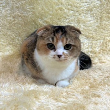 スコティッシュフォールド(折れ耳)【千葉県・女の子・2023年7月2日・キャリコ】の写真「お顔まん丸。とってもかわいい女の子です♪」