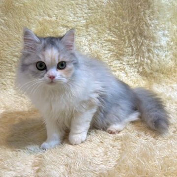 マンチカン【千葉県・女の子・2023年8月16日・キャリコ】の写真「遊ぶの大好き。かわいい女の子です♡」