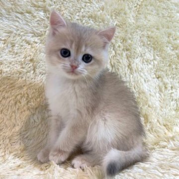 ブリティッシュショートヘア【千葉県・女の子・2023年3月9日・フォーン】の写真「まだまだ甘えん坊。かわいい赤ちゃんです。」