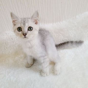 ブリティッシュショートヘア【千葉県・男の子・2021年5月22日・シルバータビー】の写真「いま大人気の韓国猫ちゃんです。」