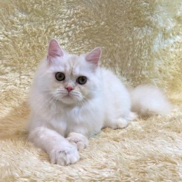 ミヌエット【千葉県・男の子・2023年3月4日・クリーム&ホワイト】の写真「人懐こくて、遊ぶことが大好き♡　のんびりさん♪」