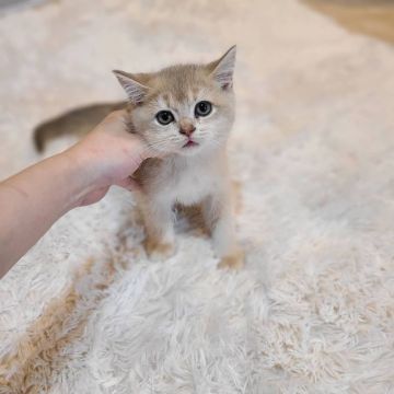ブリティッシュショートヘア【千葉県・男の子・2021年9月9日・ライラック】の写真「当店の猫ちゃんは全て韓国猫となります。」