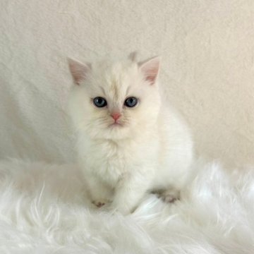 スコティッシュフォールド(立ち耳)【千葉県・男の子・2023年11月11日・ホワイト】の写真「とってもかわい赤ちゃんです♡」