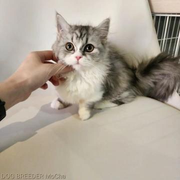マンチカン(短足)【千葉県・女の子・2022年7月22日・シルバー&ホワイト】の写真「当店の猫ちゃんは全て韓国猫となります。」