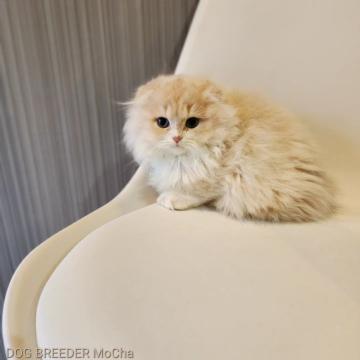 スコティッシュフォールド(折れ耳)【千葉県・男の子・2022年9月3日・クリーム（長毛）】の写真「当店の猫ちゃんは全て韓国猫となります。」