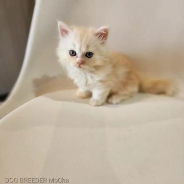 マンチカン(短足)【千葉県・男の子・2022年7月31日・クリームタビー】の写真「当店の猫ちゃんは全て韓国猫となります。」