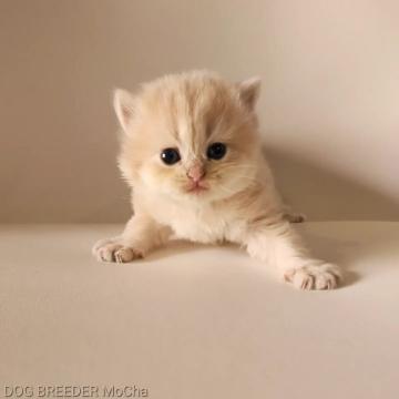 ブリティッシュロングヘア【千葉県・女の子・2022年7月17日・クリーム（中毛）】の写真「当店の猫ちゃんは全て韓国猫となります。」