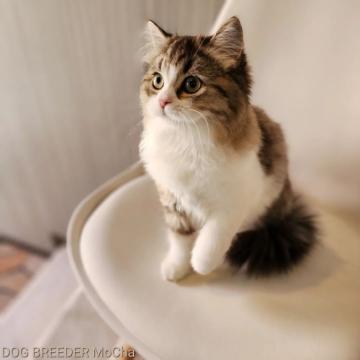 マンチカン(長足)【千葉県・女の子・2022年7月22日・ブラウンタビー&ホワイト】の写真「当店の猫ちゃんは全て韓国猫となります。」