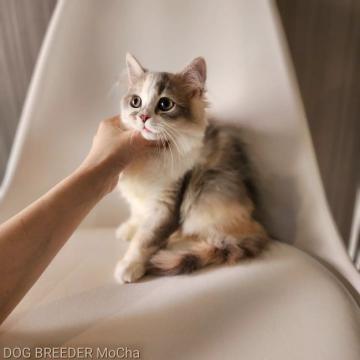 マンチカン(長足)【千葉県・女の子・2022年3月22日・ダイリュートキャリコ】の写真「当店の猫ちゃんは全て韓国猫となります。」