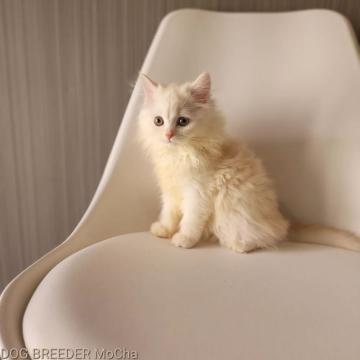 マンチカン(長足)【千葉県・男の子・2022年4月20日・クリーム】の写真「当店の猫ちゃんは全て韓国猫となります。」