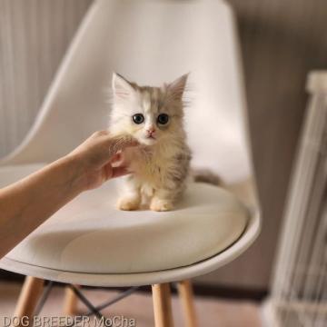 マンチカン(短足)【千葉県・女の子・2022年4月20日・キャリコ】の写真「当店の猫ちゃんは全て韓国猫となります。」