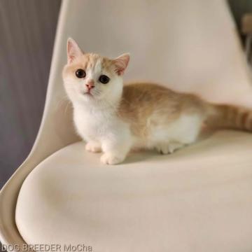 マンチカン(短足)【千葉県・男の子・2022年6月18日・クリームタビー&ホワイト（短毛）】の写真「当店の猫ちゃんは全て韓国猫となります。」