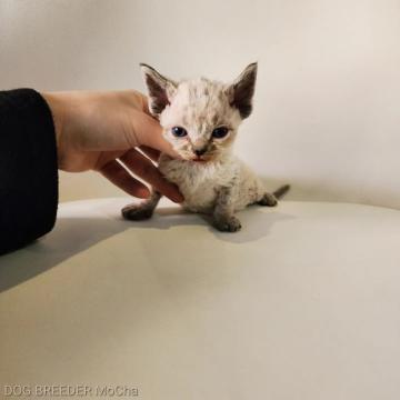 デボンレックス【千葉県・男の子・2022年11月29日・チョコレートタビー】の写真「当店の猫ちゃんは全て韓国猫となります。」